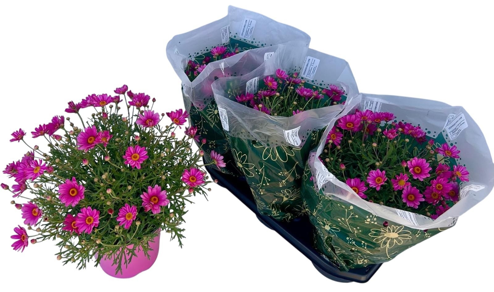 Горшечные цветы и растения оптом Arg от 3шт из Голландии с доставкой по России