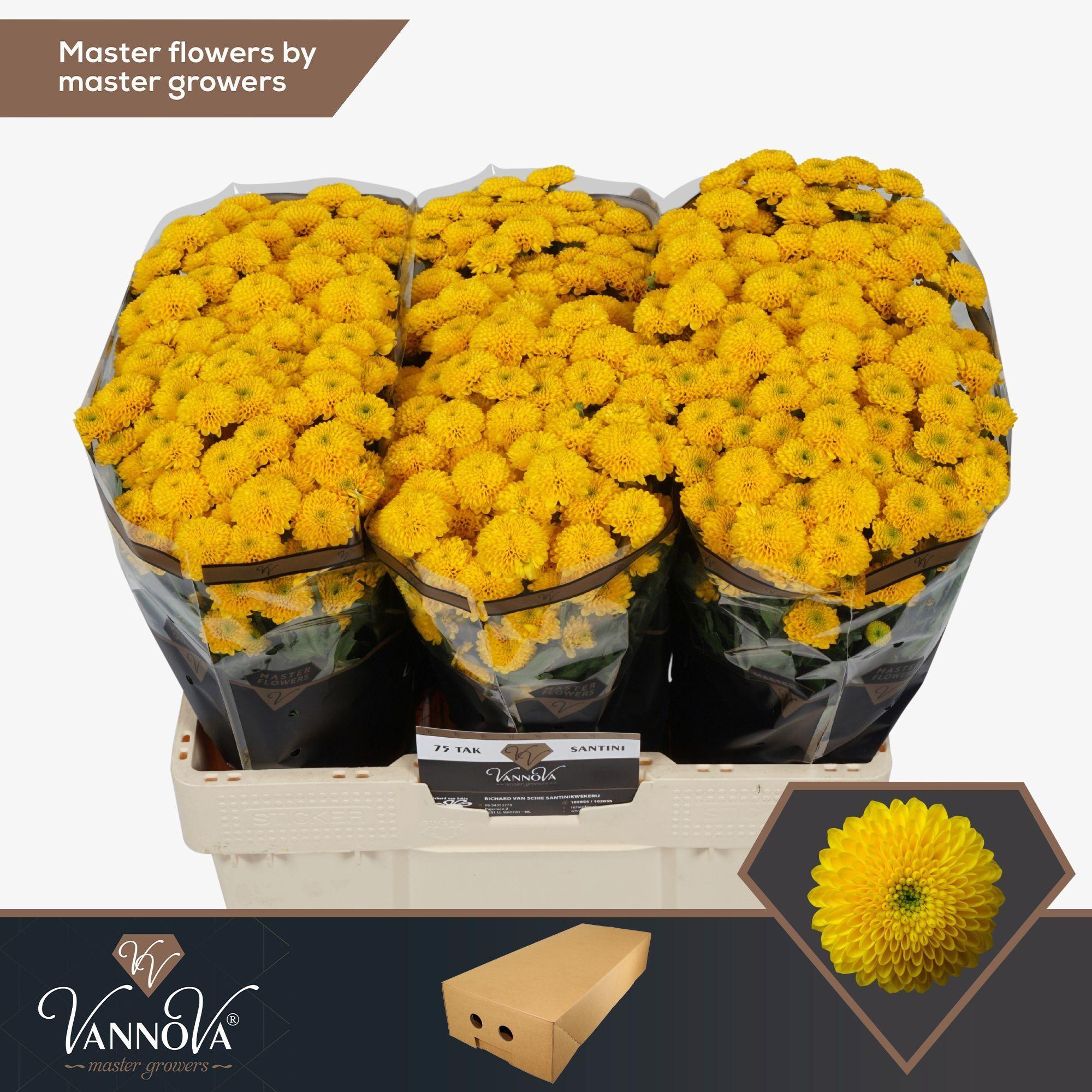 Срезанные цветы оптом Chrys sa aurinko от 100шт.. из Голландии с доставкой по России