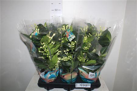 Горшечные цветы и растения оптом Steph Fl Ov 9-10+++ от 6шт из Голландии с доставкой по России