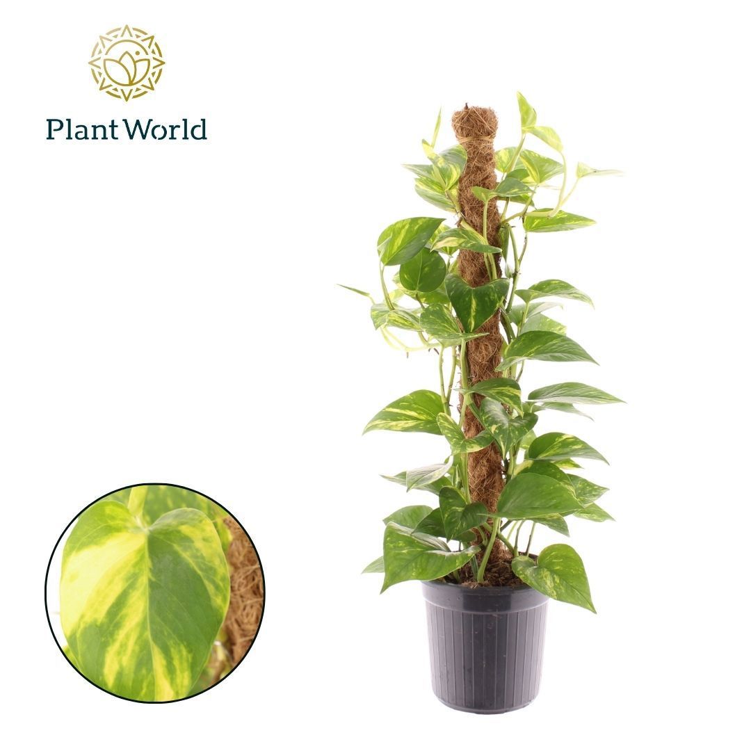 Горшечные цветы и растения оптом Epipremnum Hawaien Mosstok от 6шт из Голландии с доставкой по России