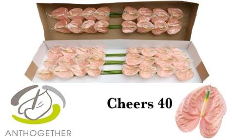 Срезанные цветы оптом Anthurium cheers от 40шт из Голландии с доставкой по России