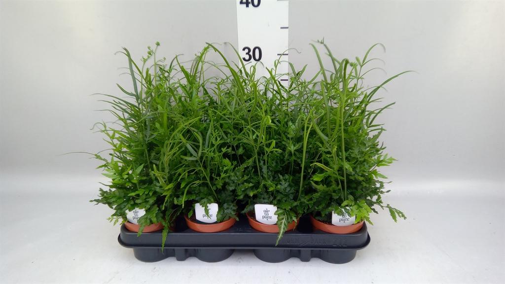 Горшечные цветы и растения оптом Pteris Ensiformis от 12шт (для телеги) из Голландии с доставкой по России