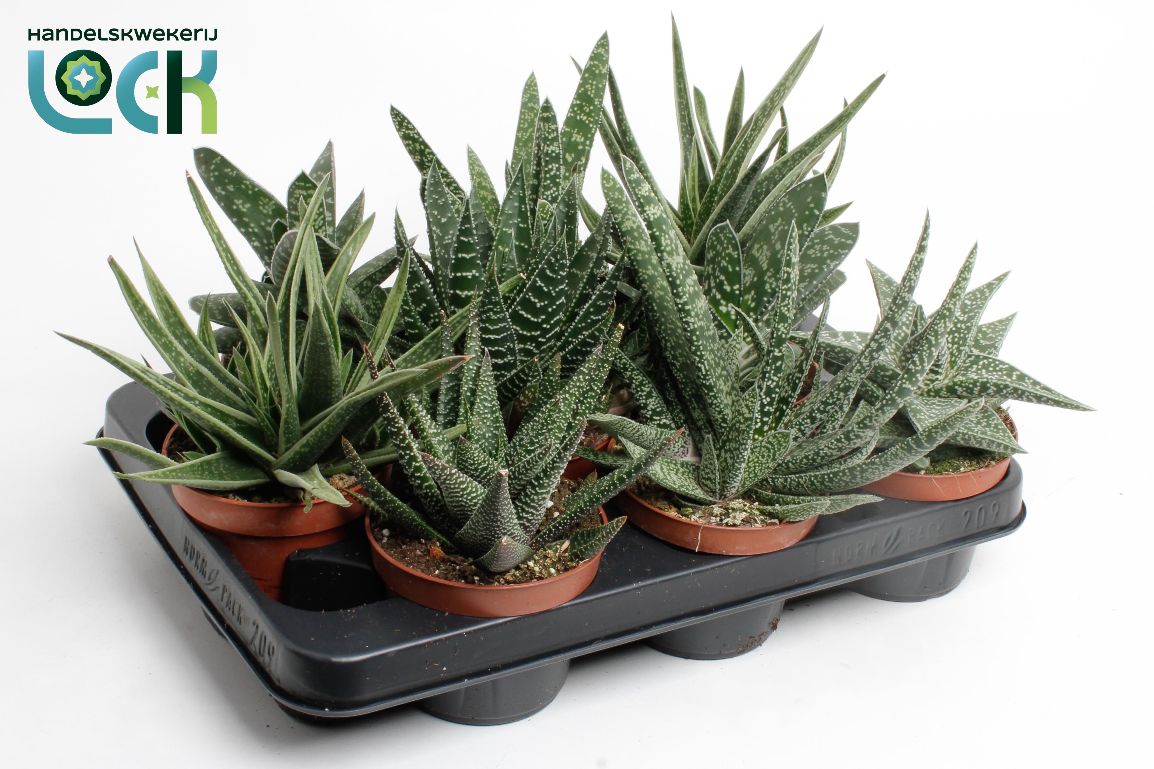 Горшечные цветы и растения оптом Gasteria Mix от 12шт из Голландии с доставкой по России