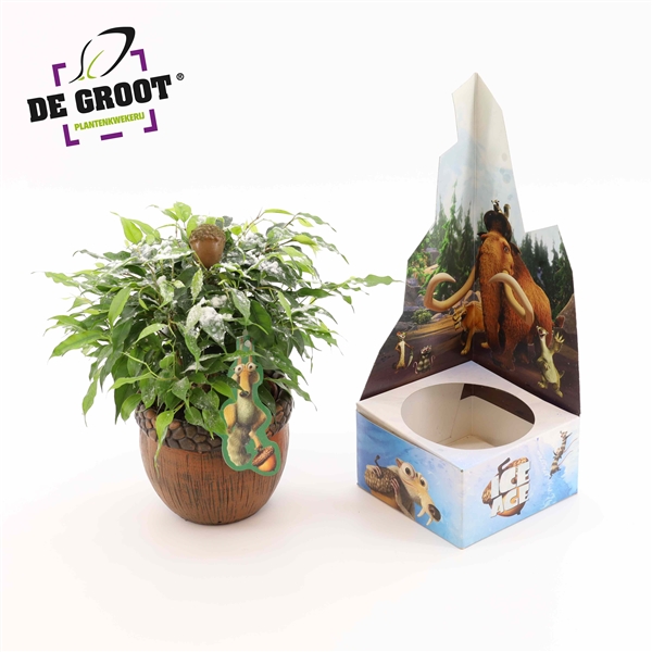 Горшечные цветы и растения оптом Ficus Be Ice Age Plant от 6шт из Голландии с доставкой по России