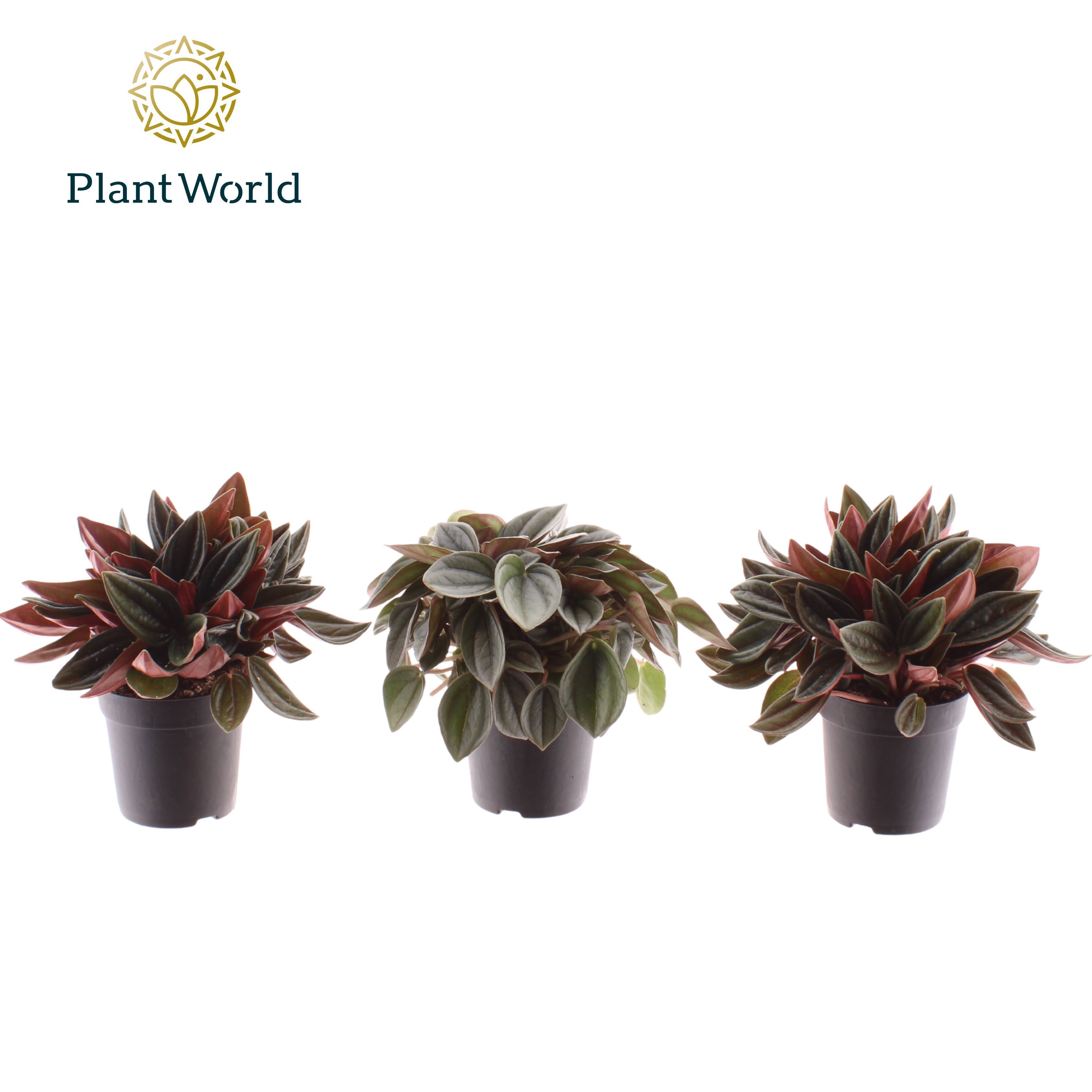 Горшечные цветы и растения оптом Peperomia Mix от 12шт (для телеги) из Голландии с доставкой по России