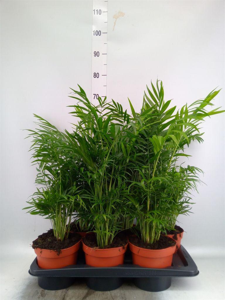 Горшечные цветы и растения оптом Chamaedorea Elegans от 6шт из Голландии с доставкой по России