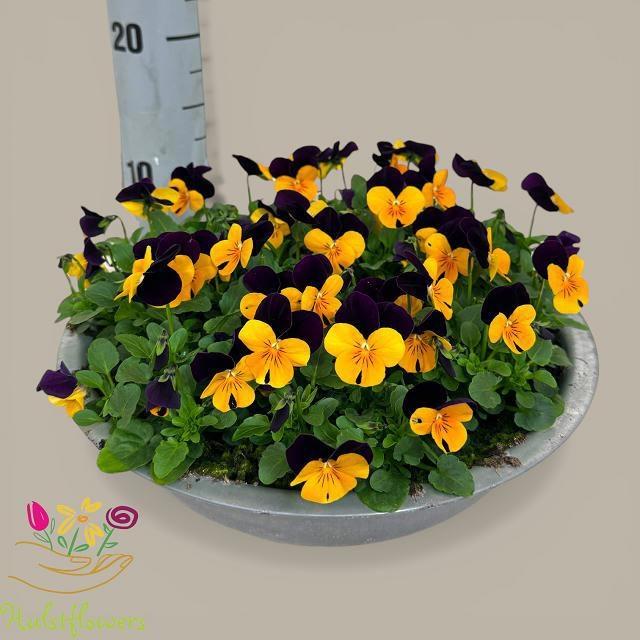 Горшечные цветы и растения оптом Vio Co Sor Xp Ora Ju от 1шт из Голландии с доставкой по России