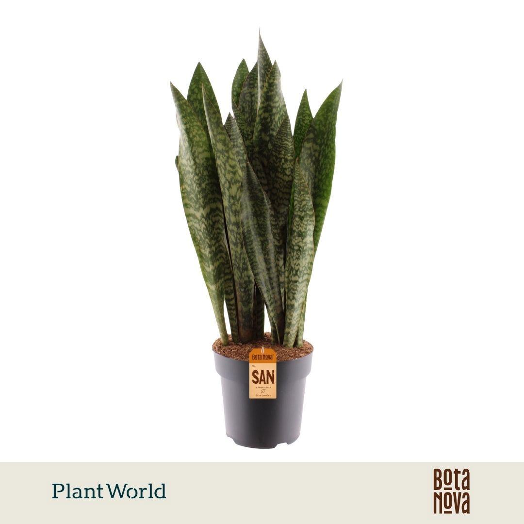 Горшечные цветы и растения оптом Sansevieria Zeylanica A от 1шт из Голландии с доставкой по России