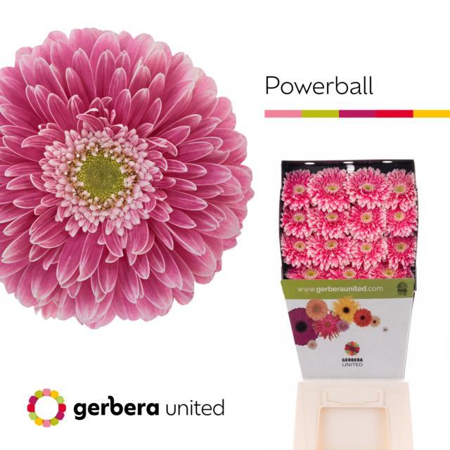 Срезанные цветы оптом Gerbera diamond gerponi power ball от 45шт из Голландии с доставкой по России