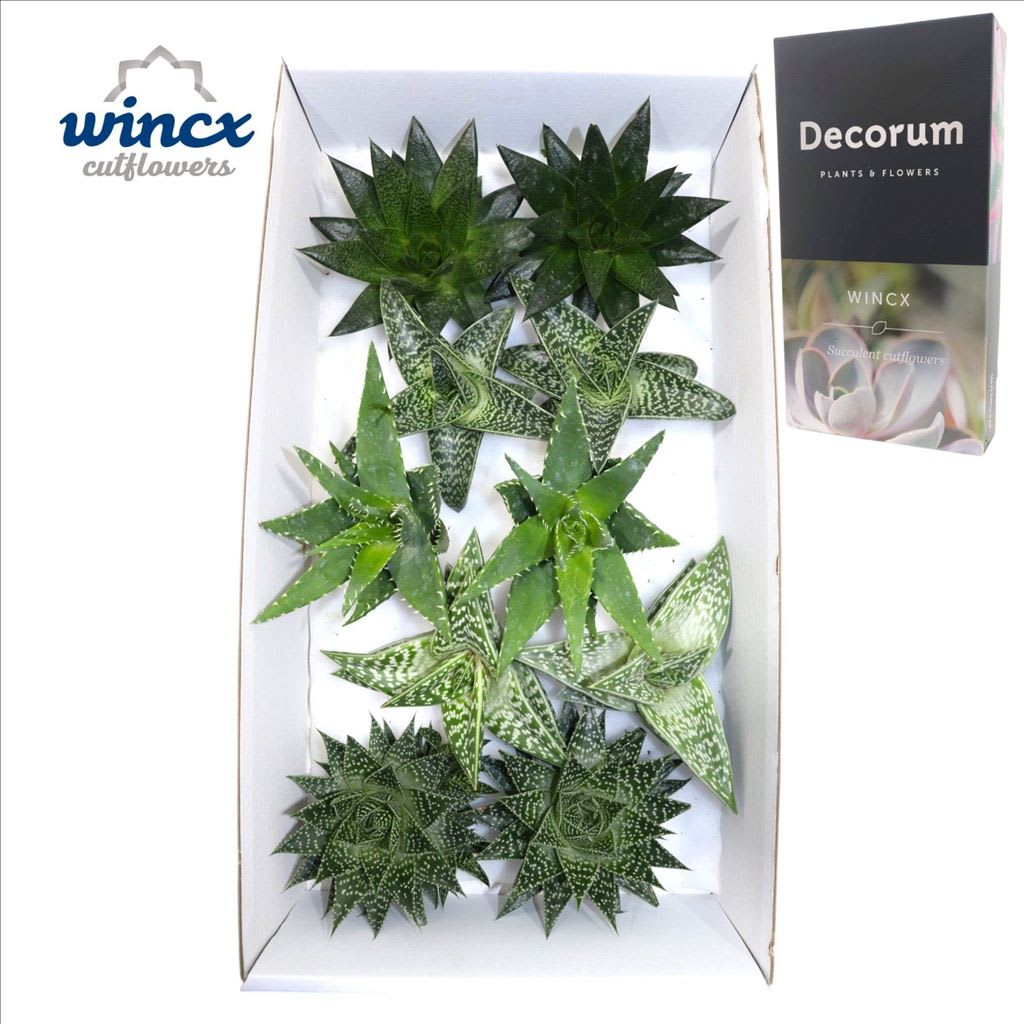 Срезанные цветы оптом Aloe Mix (wincx) Cutflower от 10шт из Голландии с доставкой по России
