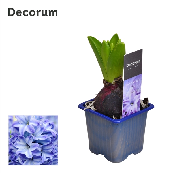 Горшечные цветы и растения оптом Hyacinthus Aqua 1pp Label (decorum) от 24шт из Голландии с доставкой по России