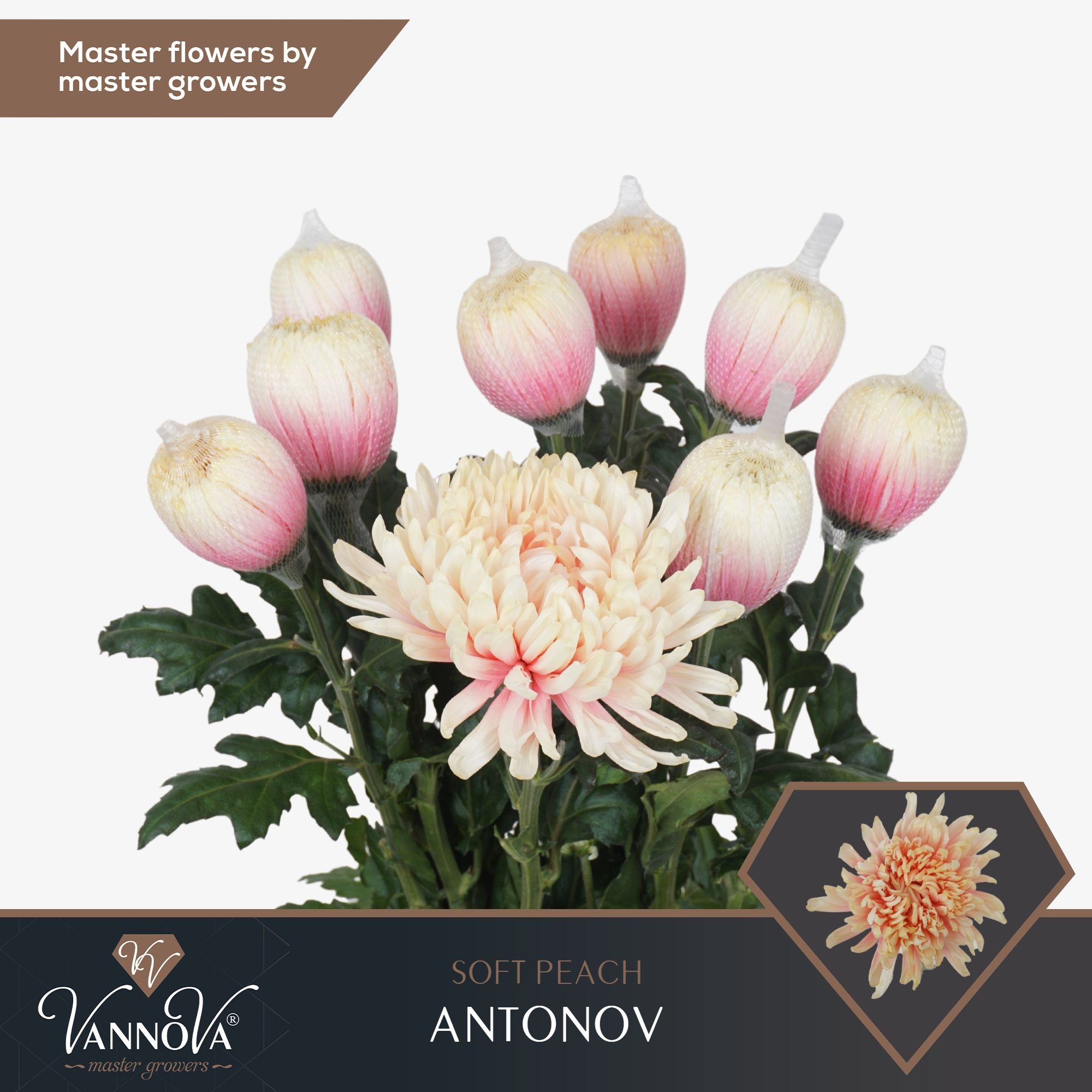 Срезанные цветы оптом Chrys bl paint antonov soft peach от 40шт из Голландии с доставкой по России