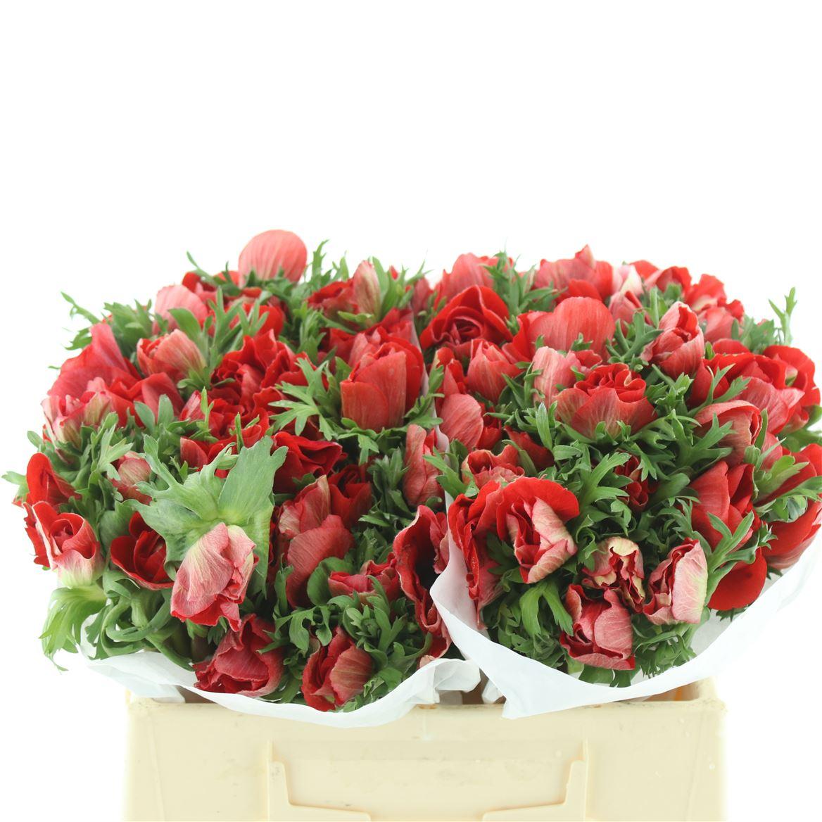 Срезанные цветы оптом Anemone mistral plus red от 100шт из Голландии с доставкой по России