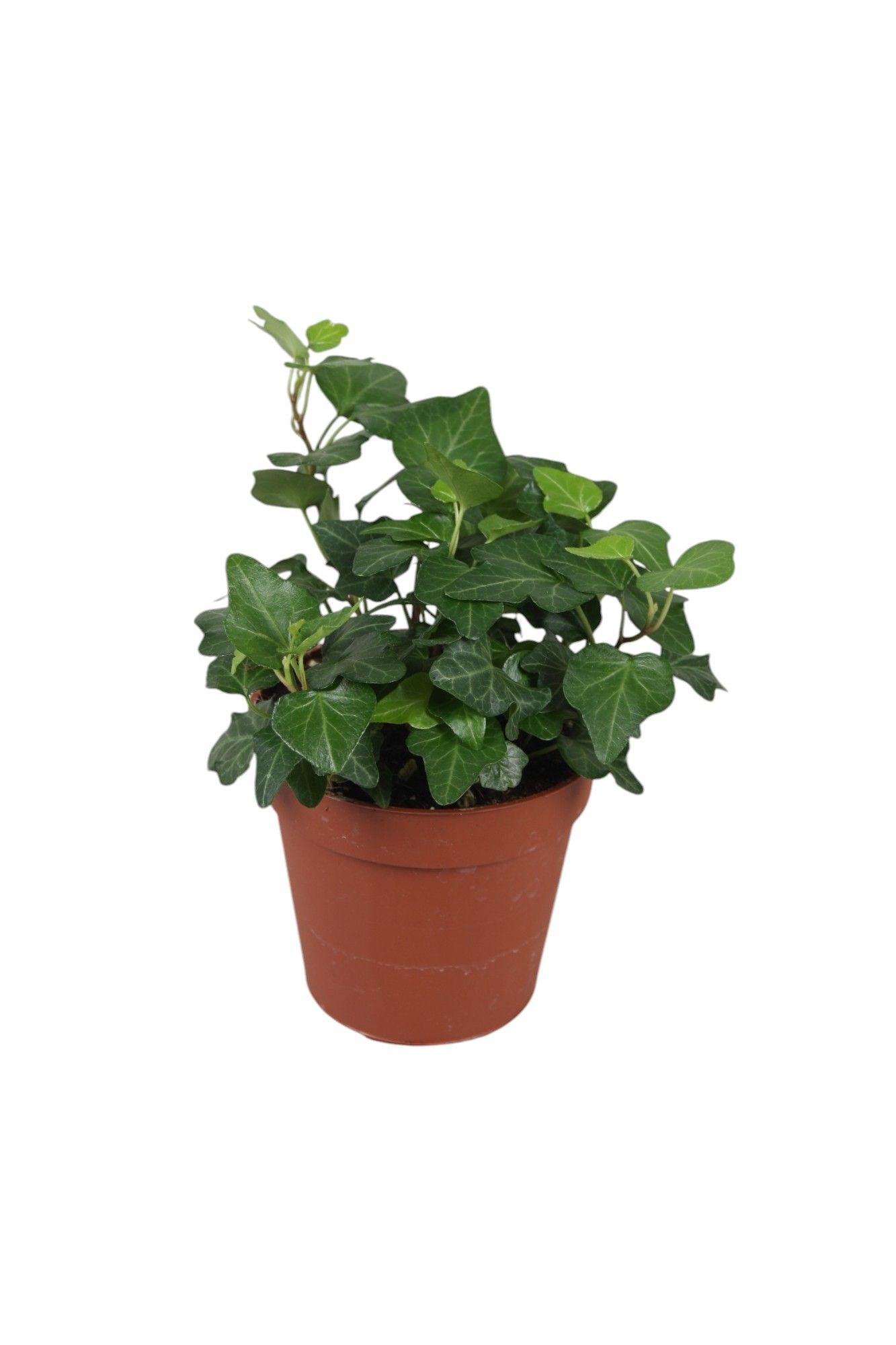 Горшечные цветы и растения оптом Hedera Green Wonder от 18шт (для телеги) из Голландии с доставкой по России