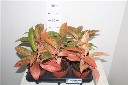 Горшечные цветы и растения оптом Aglao Prestige от 6шт из Голландии с доставкой по России