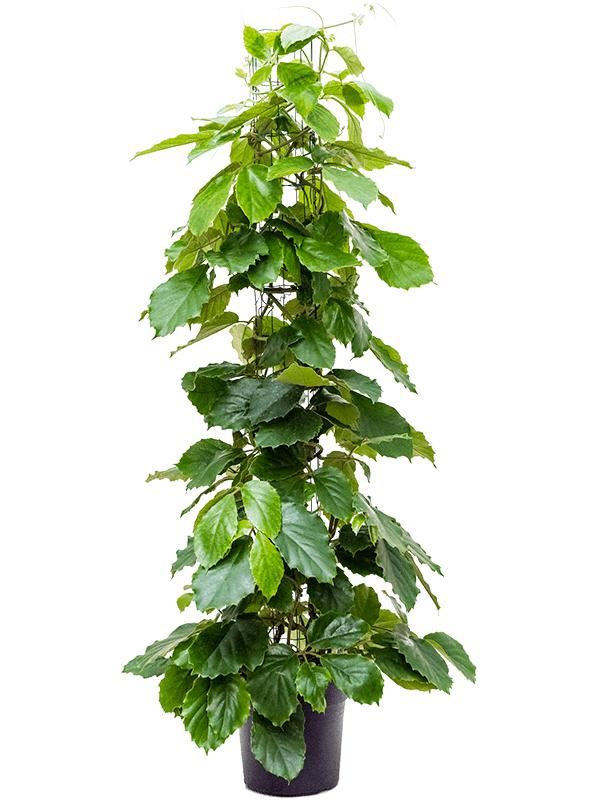 Горшечные цветы и растения оптом Tetrastigma Voinierianum от 1шт из Голландии с доставкой по России