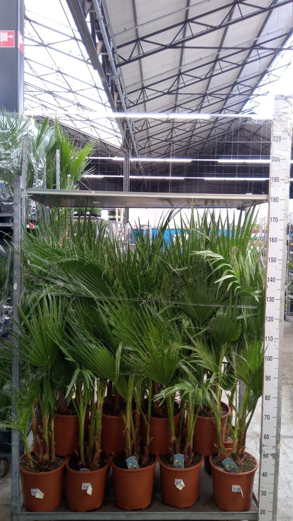 Горшечные цветы и растения оптом Washingtonia Filifera от 1шт из Голландии с доставкой по России