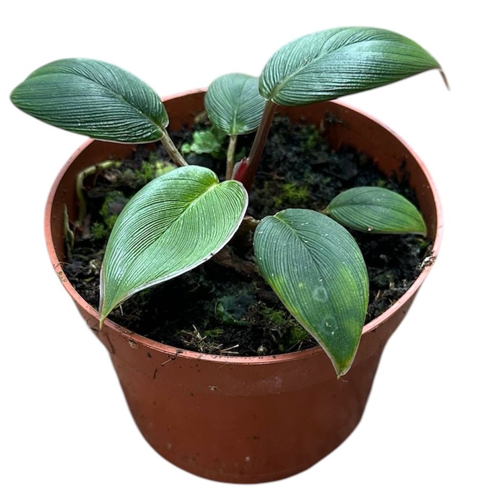 Горшечные цветы и растения оптом Homalomena Wallisi Camouflage от 1шт из Голландии с доставкой по России