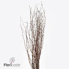 Срезанные цветы оптом Betula naturel от 10шт из Голландии с доставкой по России