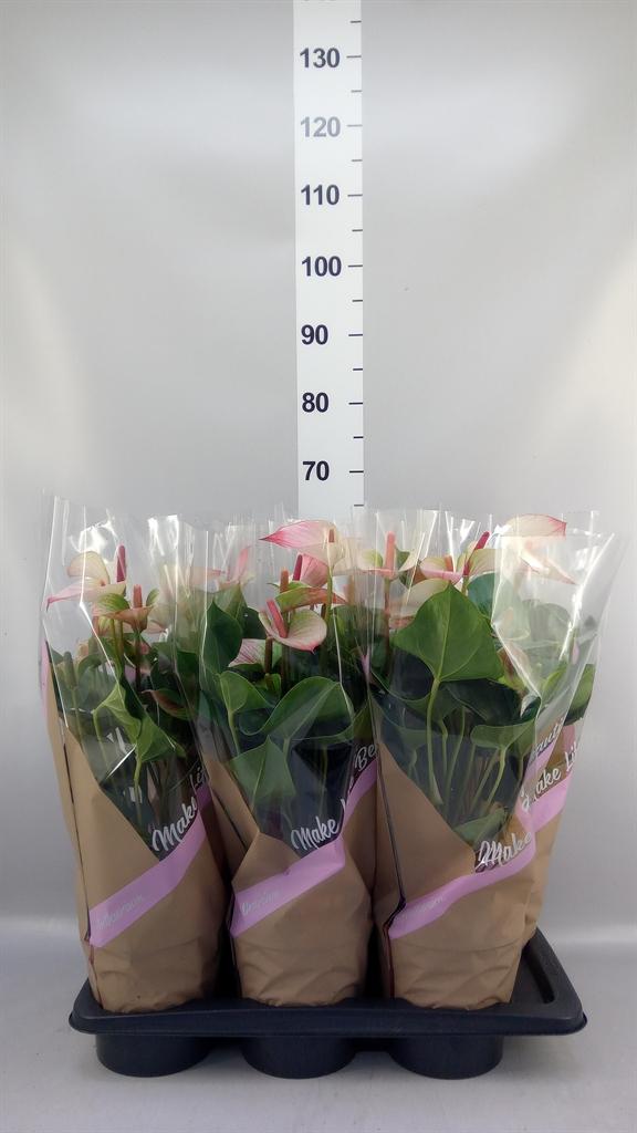 Горшечные цветы и растения оптом Anthurium pr. Amalia Elegance от 6шт из Голландии с доставкой по России