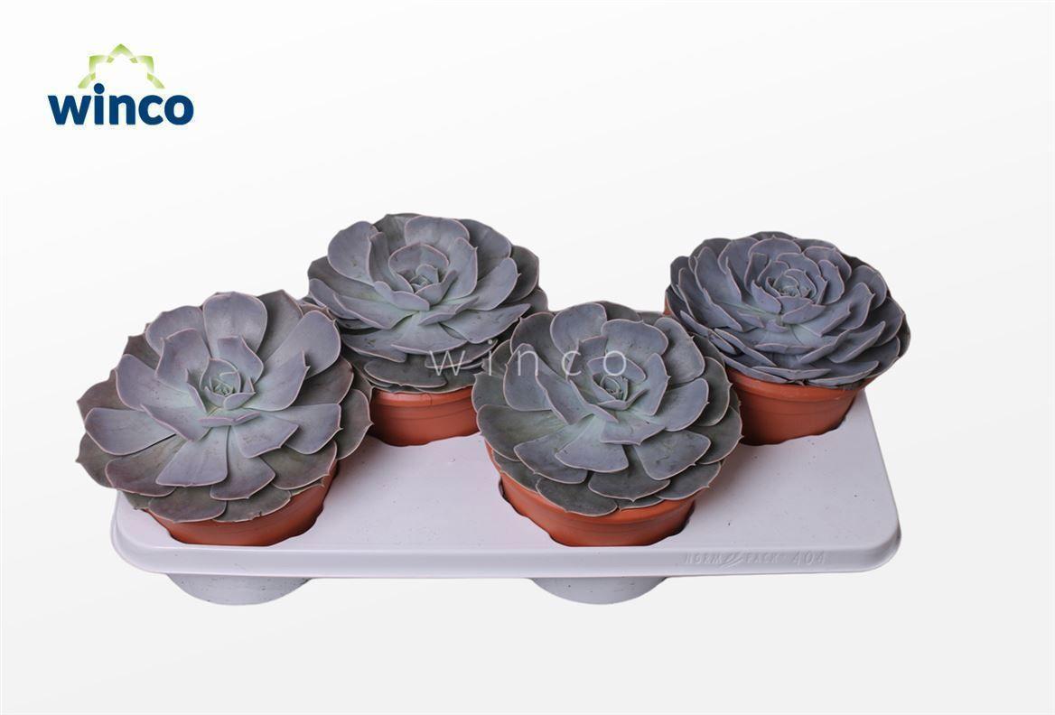 Горшечные цветы и растения оптом Echeveria Pollux от 3шт из Голландии с доставкой по России
