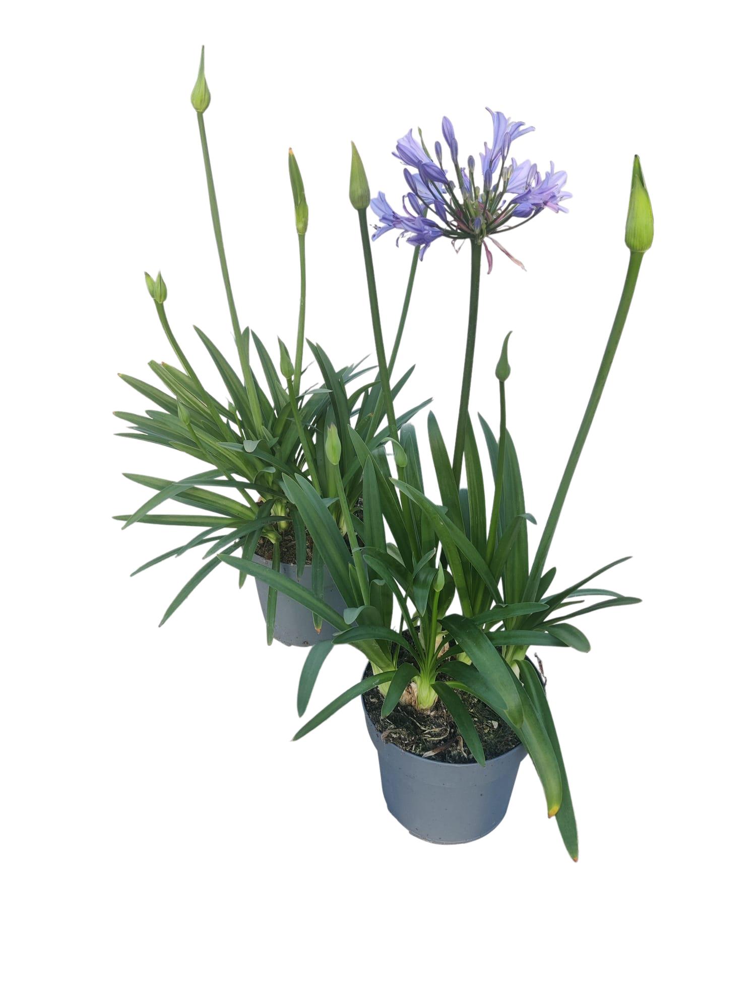 Горшечные цветы и растения оптом Agapanthus Blauw. 15cm Charlotte 2-5 Knoppen Boven от 6шт из Голландии с доставкой по России