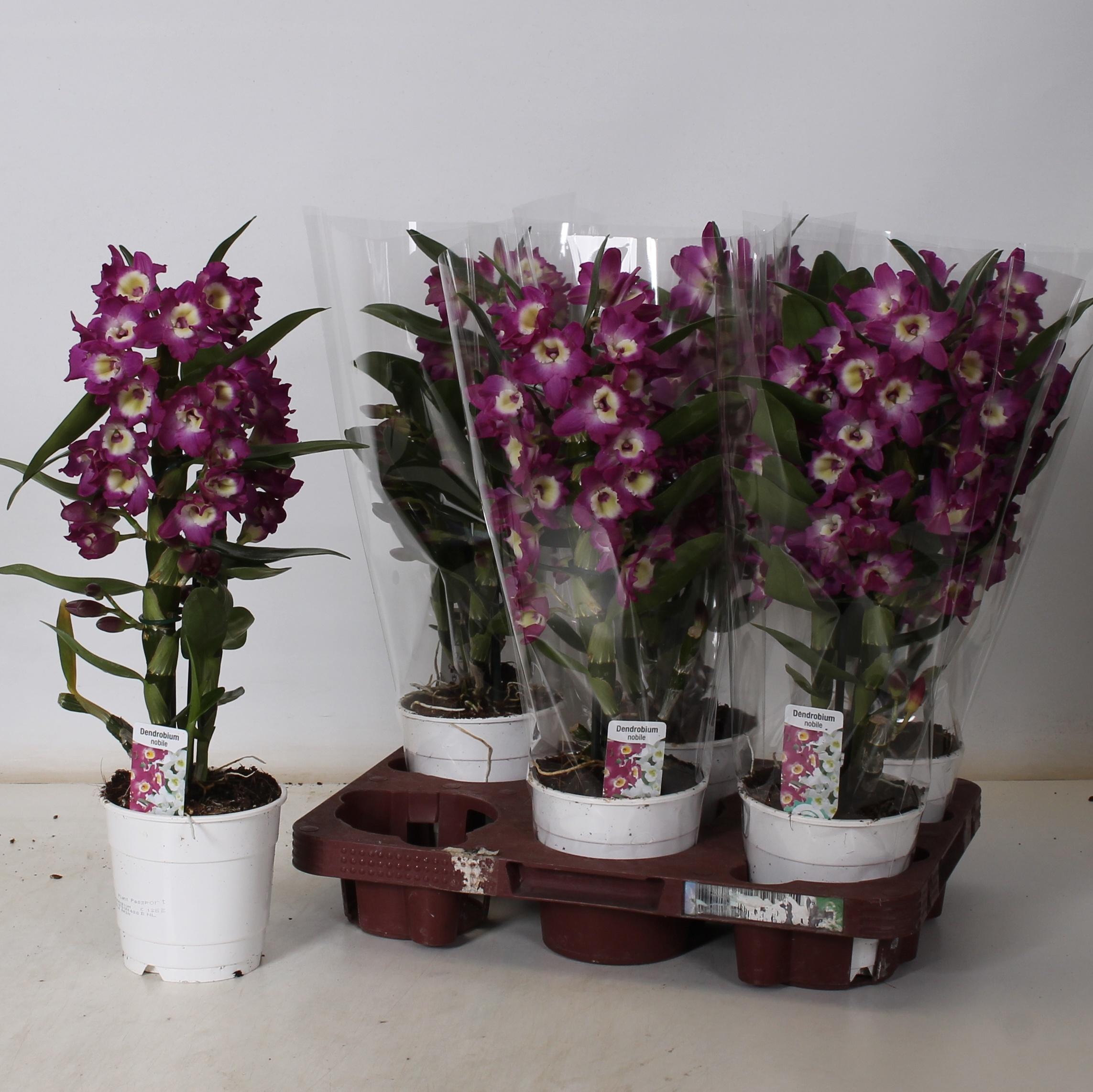 Горшечные цветы и растения оптом Dendr Nob 1st Mix 6+ (de Hoog от 6шт из Голландии с доставкой по России