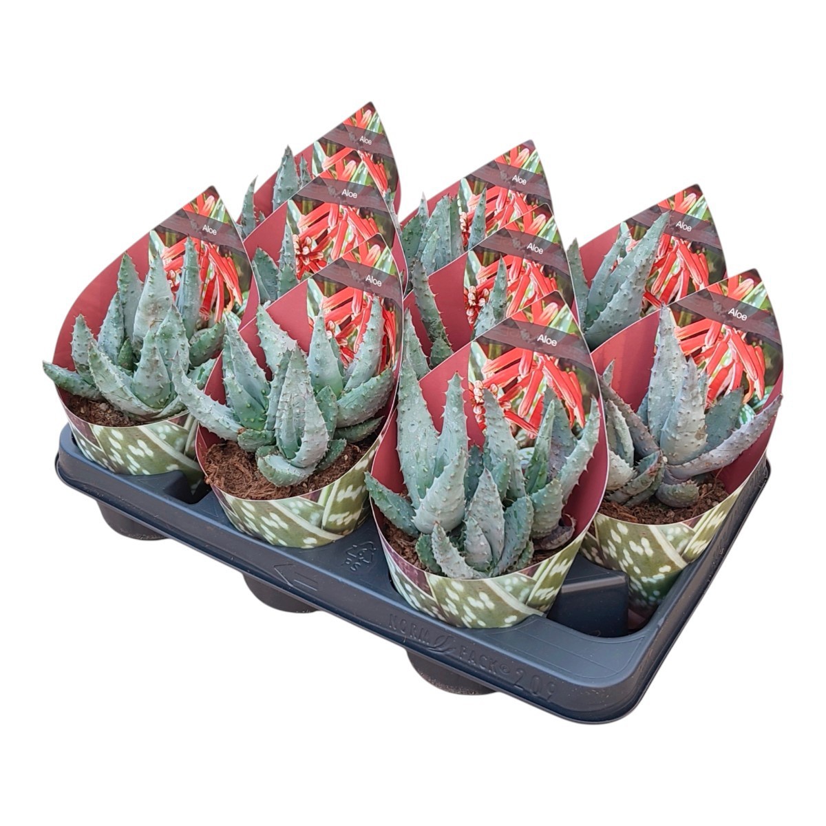 Горшечные цветы и растения оптом Aloe Aculeata Potcover от 9шт из Голландии с доставкой по России