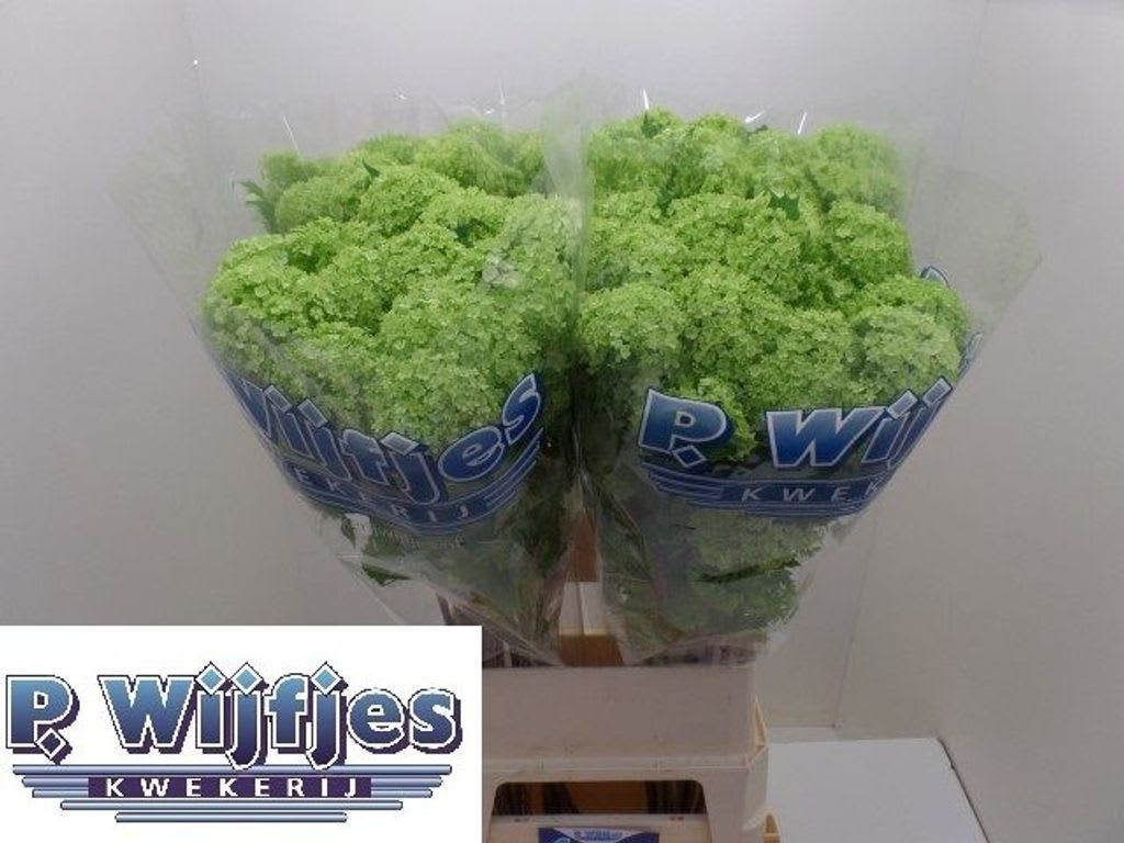 Срезанные цветы оптом Viburnum roseum от 40шт из Голландии с доставкой по России