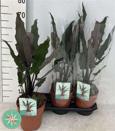 Горшечные цветы и растения оптом Aloc Lauterbachiana от 3шт (для телеги) из Голландии с доставкой по России