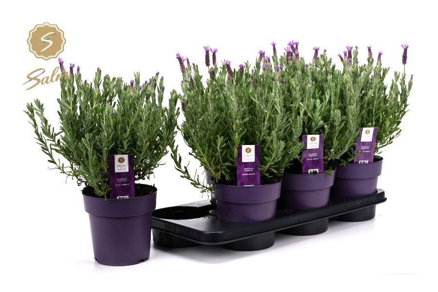 Горшечные цветы и растения оптом Lavan S Anouk от 6шт из Голландии с доставкой по России