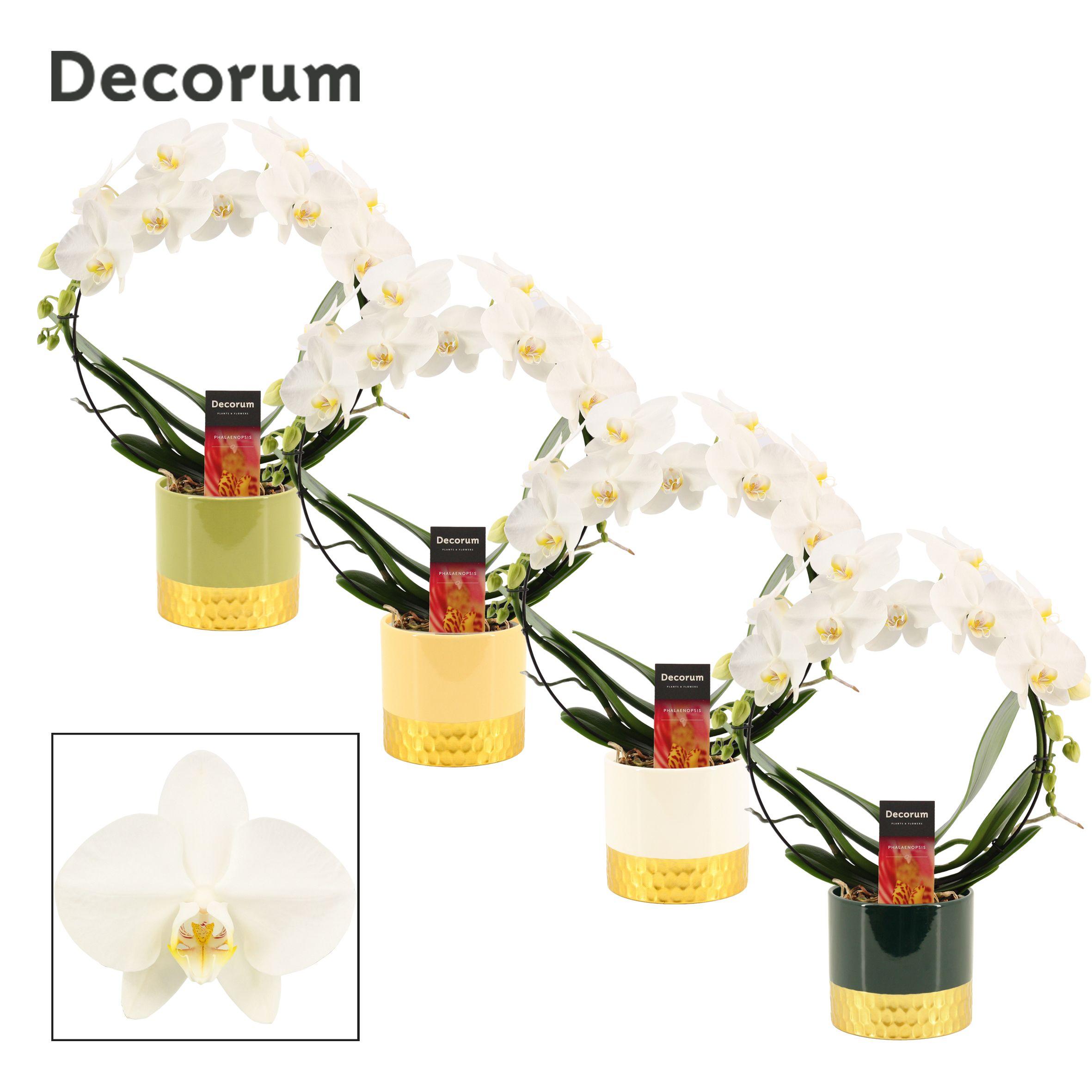 Горшечные цветы и растения оптом Phal Ov Wit от 5шт' из Голландии с доставкой по России