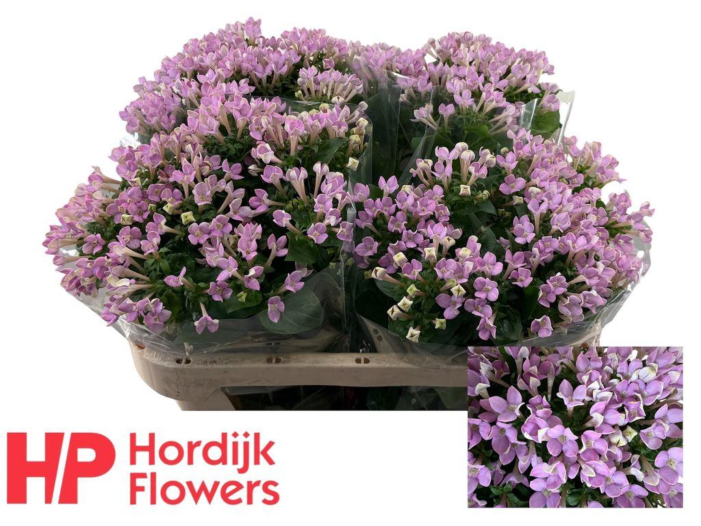 Срезанные цветы оптом Bouvardia si naomi от 40шт из Голландии с доставкой по России