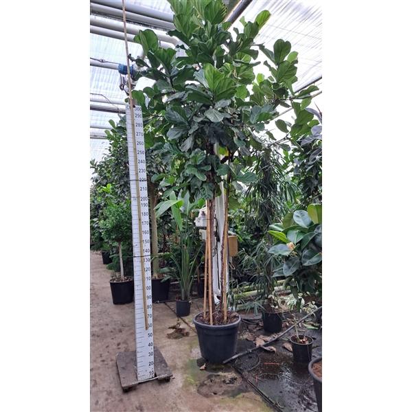 Горшечные цветы и растения оптом Ficus Lyrata Trio Stam Xxxl от 1шт из Голландии с доставкой по России