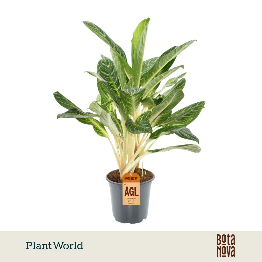 Горшечные цветы и растения оптом Aglaonema Keylime от 3шт из Голландии с доставкой по России