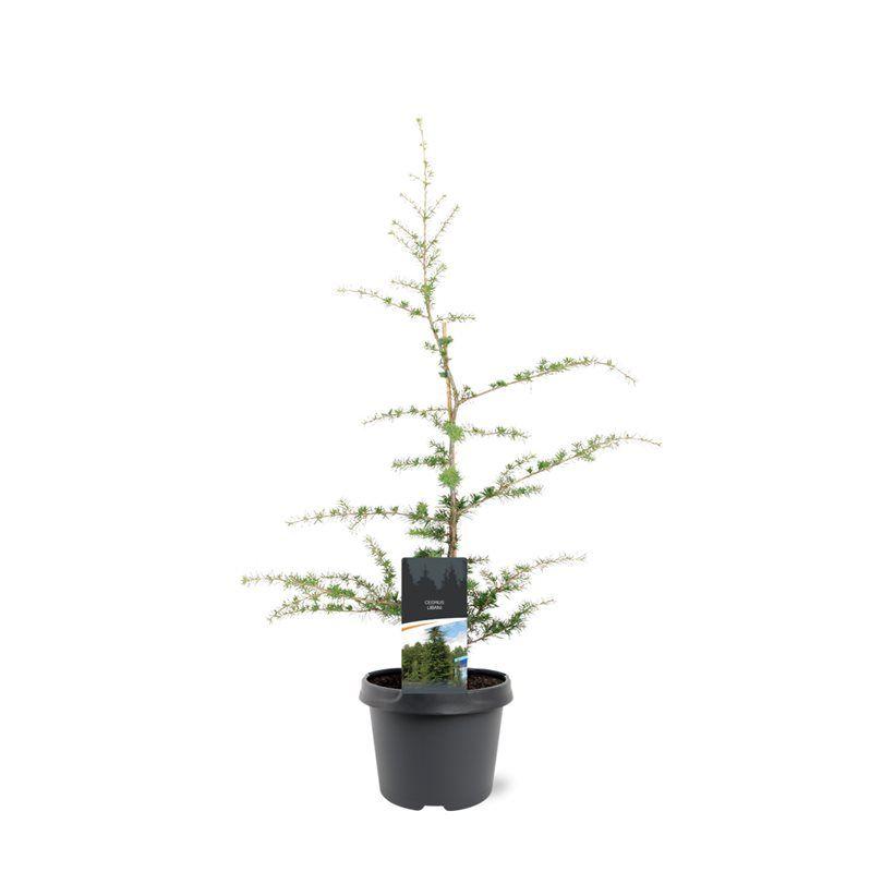 Горшечные цветы и растения оптом Cedrus Libani от 1шт из Голландии с доставкой по России