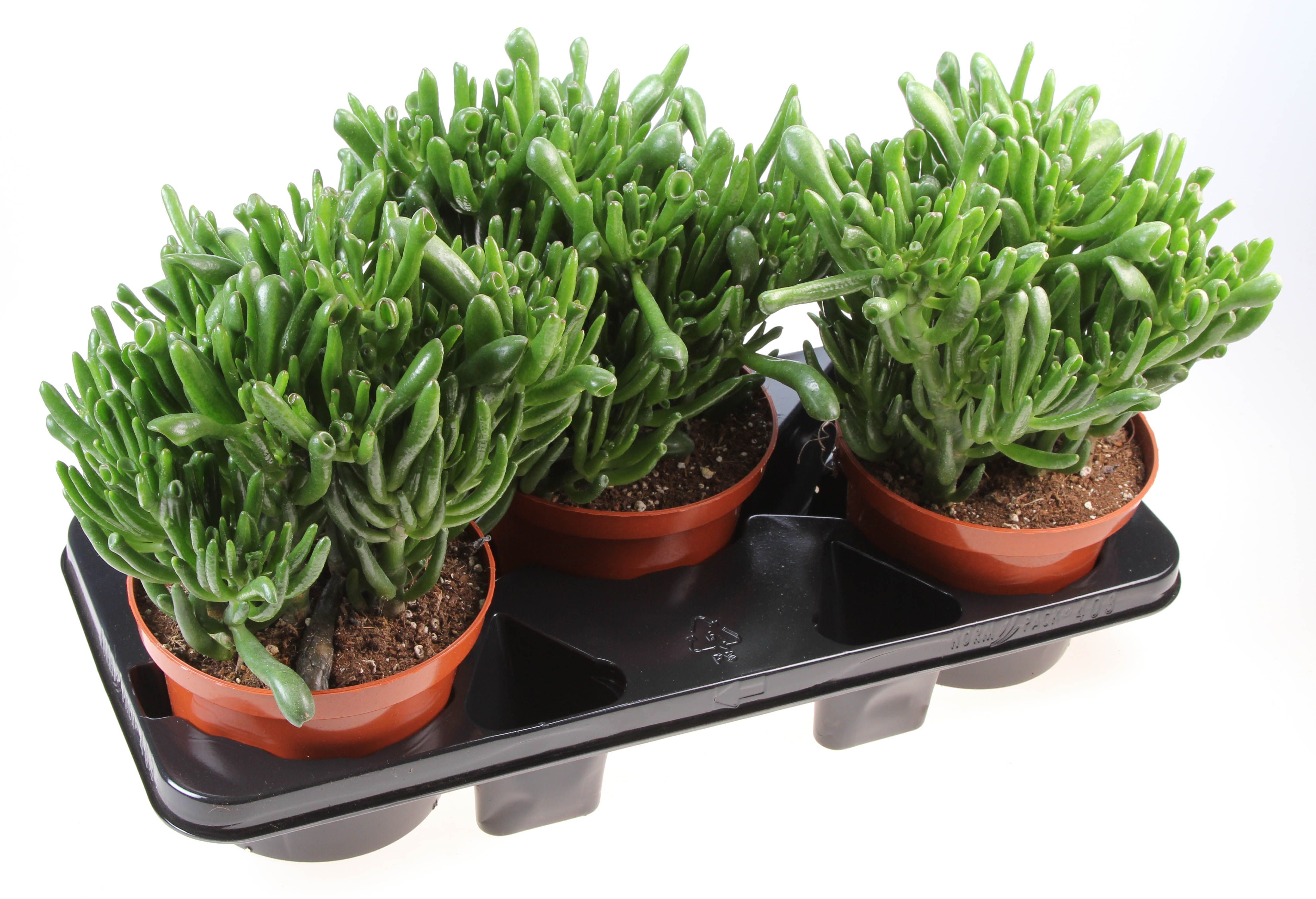 Горшечные цветы и растения оптом Crassula Hobbit от 3шт из Голландии с доставкой по России