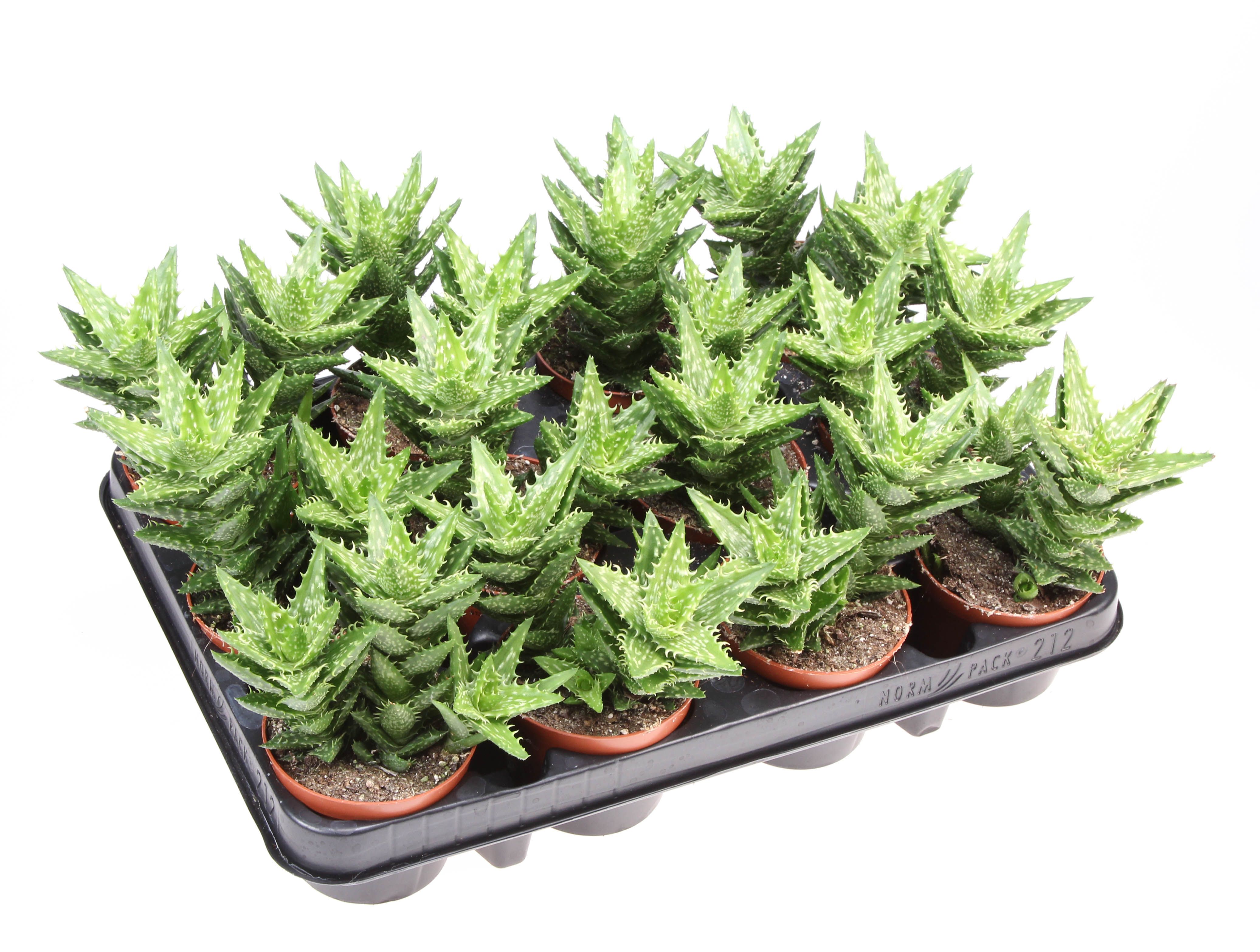 Горшечные цветы и растения оптом Aloe Squarosa от 12шт (для телеги) из Голландии с доставкой по России