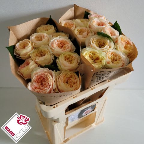 Срезанные цветы оптом Rosa garden priscilla! от 20шт из Голландии с доставкой по России