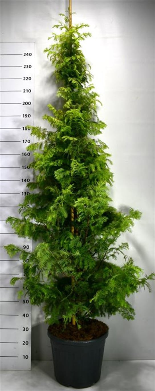 Горшечные цветы и растения оптом Metasequoia Gl. Amber Glow от 1шт из Голландии с доставкой по России