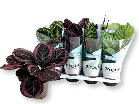 Горшечные цветы и растения оптом Calathea Mix 5 Sorts от 8шт из Голландии с доставкой по России