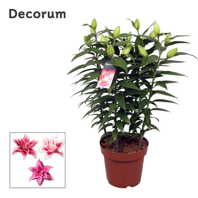 Горшечные цветы и растения оптом Lilium Or Roselily Sara 5pp (decorum) от 5шт из Голландии с доставкой по России