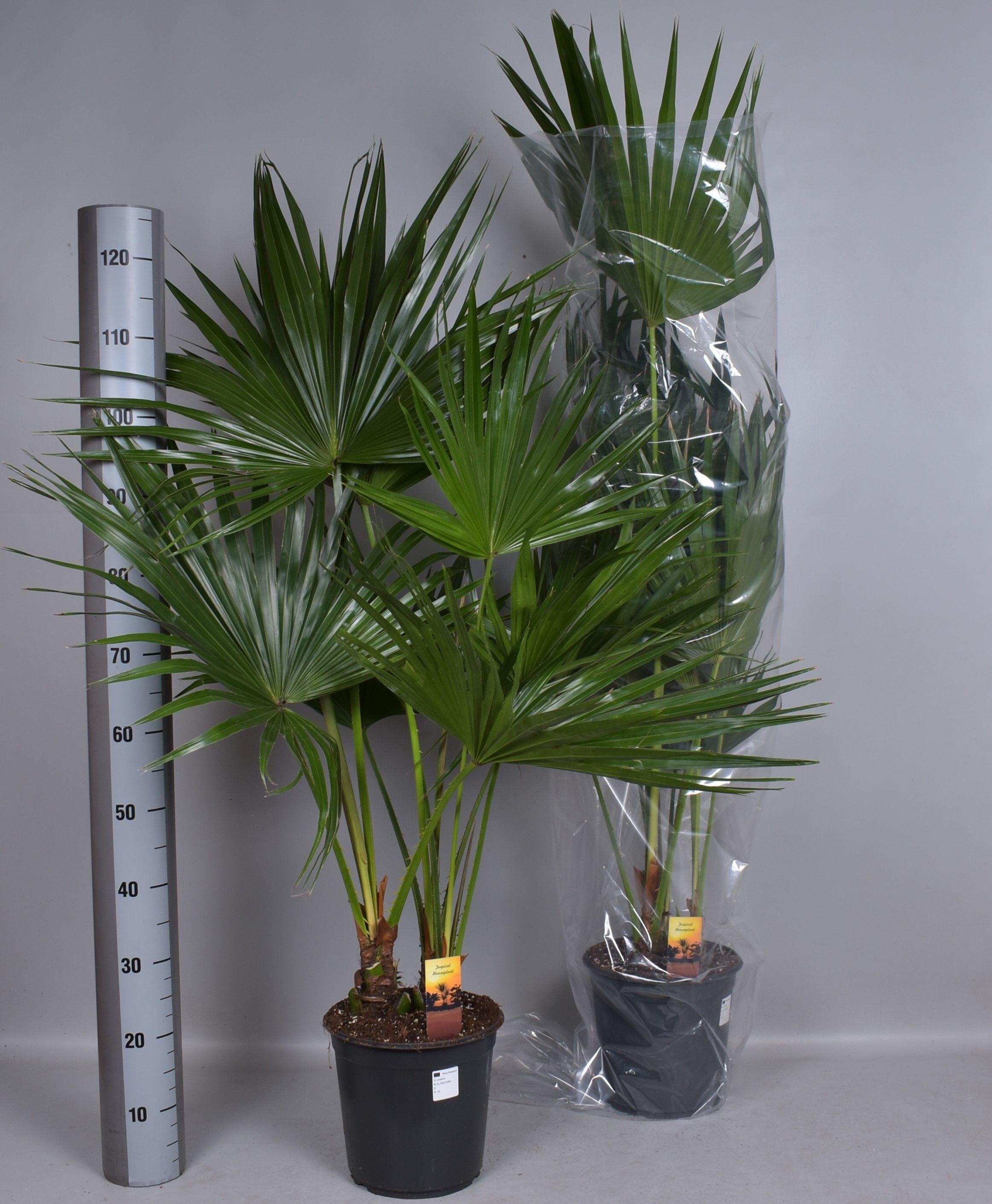 Горшечные цветы и растения оптом Livistona Rotundifol от 1шт из Голландии с доставкой по России