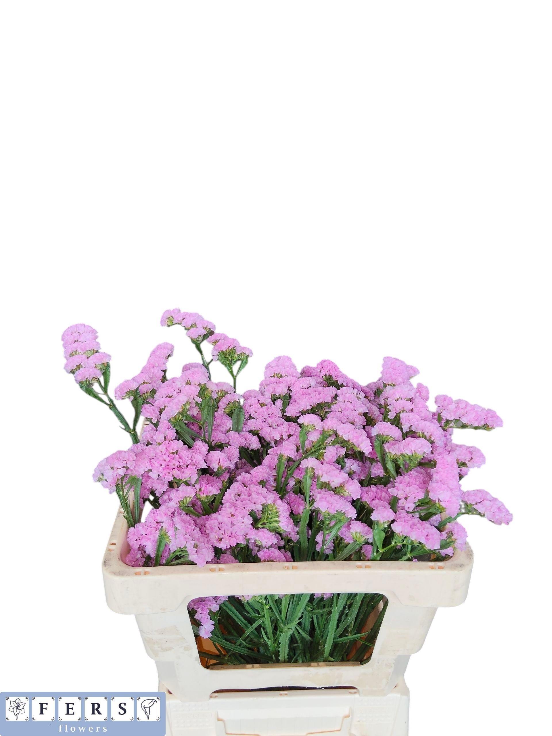 Срезанные цветы оптом Statice fantasia wings от 25шт из Голландии с доставкой по России