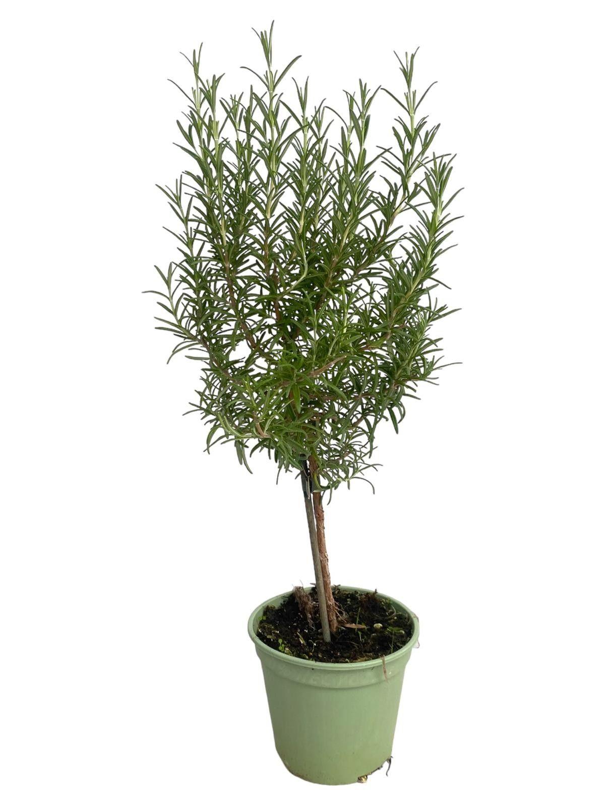 Горшечные цветы и растения оптом Rosmarinus Officinalis On Stem от 8шт из Голландии с доставкой по России