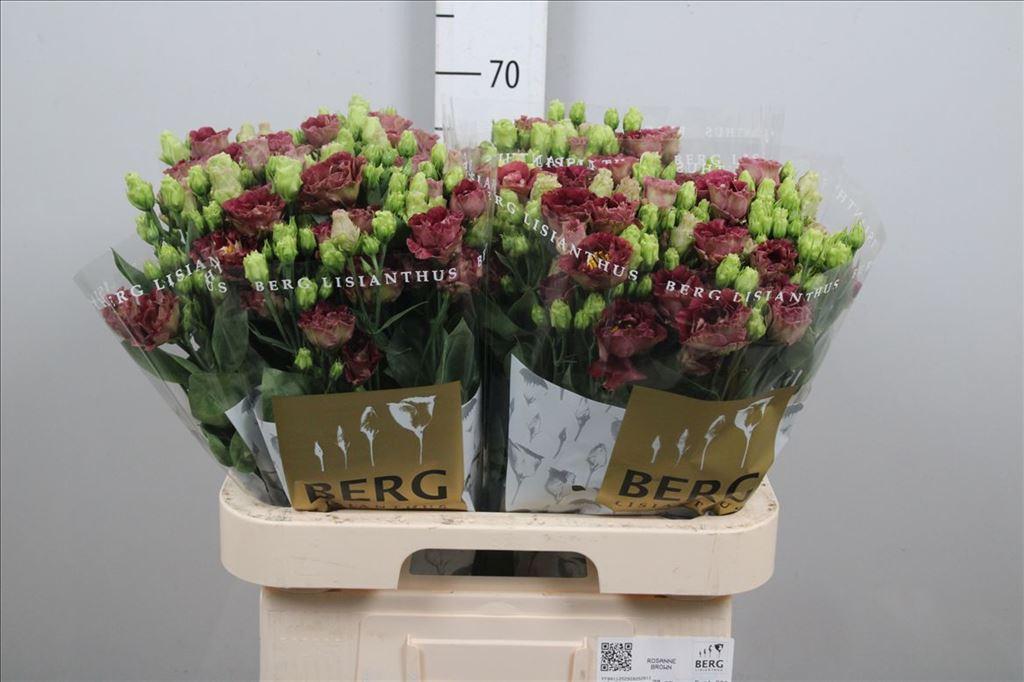 Срезанные цветы оптом Lisianthus do rosanne deep brown от 40шт из Голландии с доставкой по России