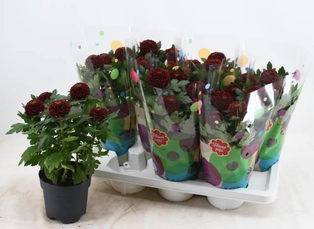 Горшечные цветы и растения оптом Chrys Fp Red от 7шт из Голландии с доставкой по России