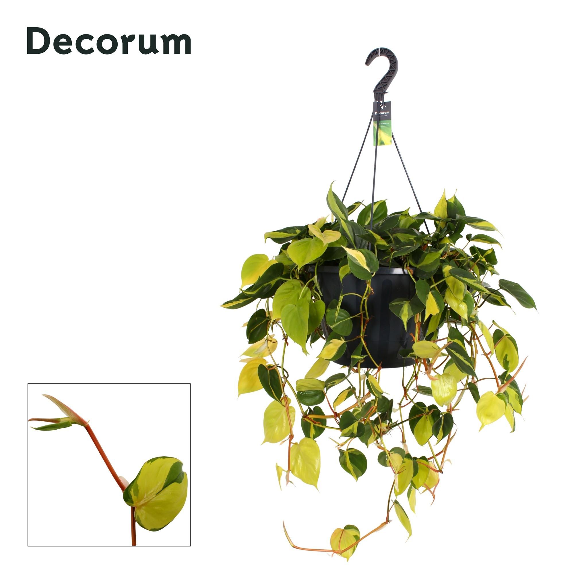 Горшечные цветы и растения оптом Philodendron Brasil Xxl Hanging Pot (decorum) от 1шт из Голландии с доставкой по России
