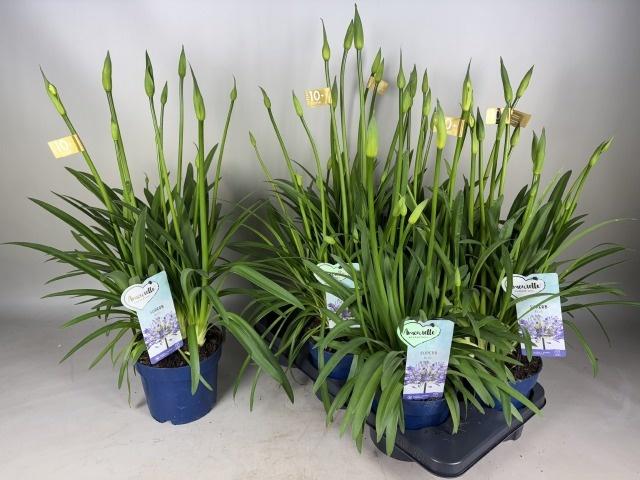 Горшечные цветы и растения оптом Agapa Amourette Supe от 6шт из Голландии с доставкой по России