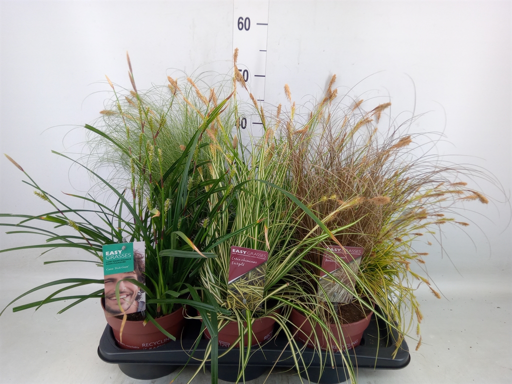 Горшечные цветы и растения оптом Carex   ...mix от 6шт из Голландии с доставкой по России